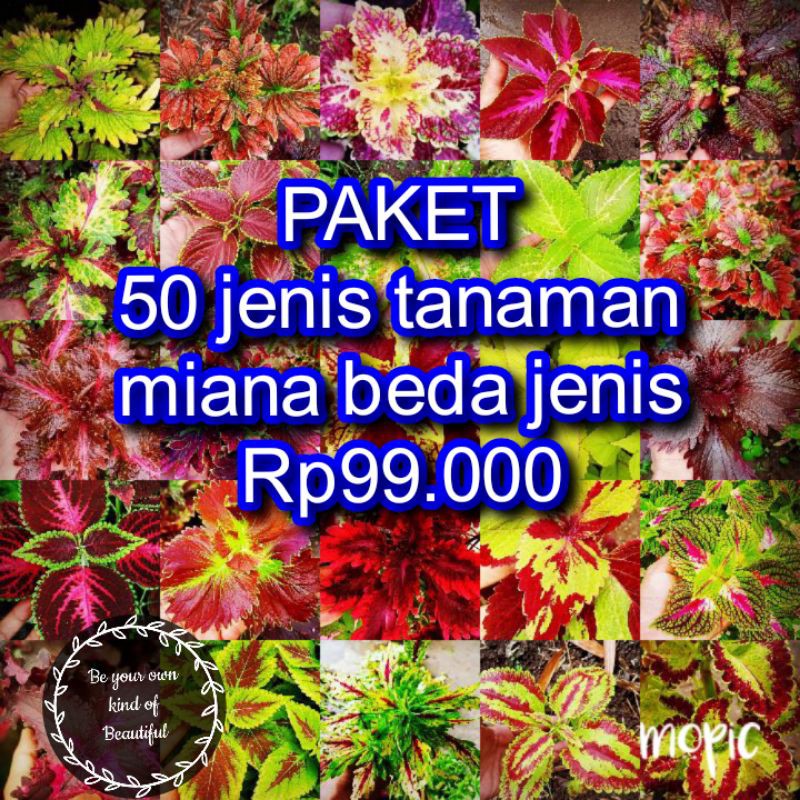 Jual Miana Tanaman Hias Bunga Langka Pohon Coleus Merah Daun Miana ...