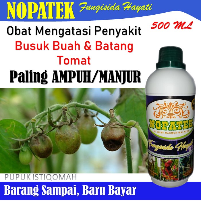 Jual Obat Busuk Buah Batang Tomat Nopatek Obat Busuk Buah Tomat