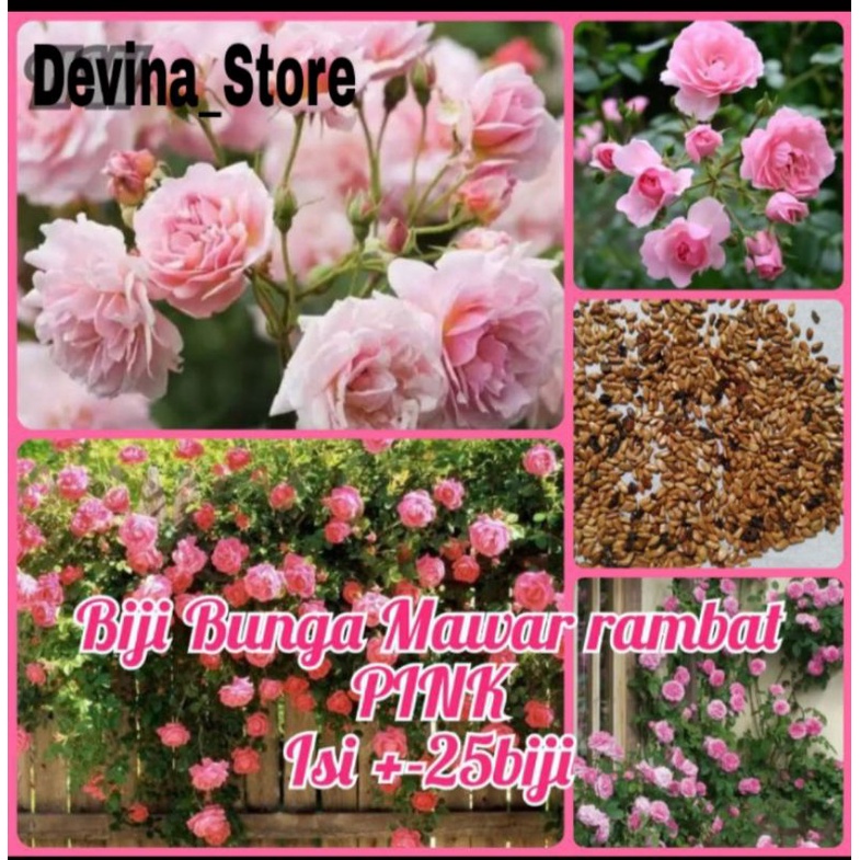 Jual Biji Bunga Mawar Rambat (pink) | Shopee Indonesia