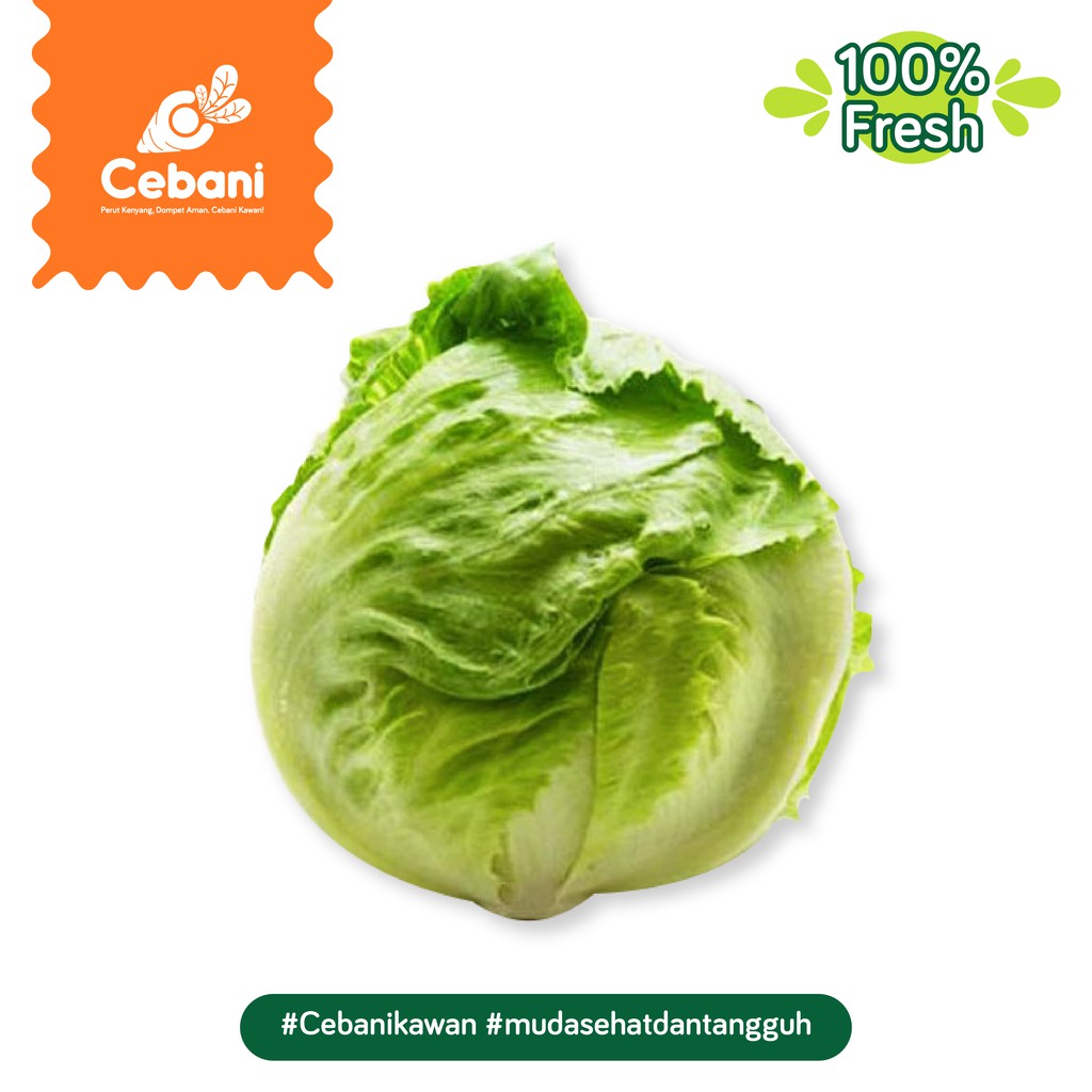 Jual Lettuce Head (Selada Bulat) 250 Gr Cebani Shopee Indonesia
