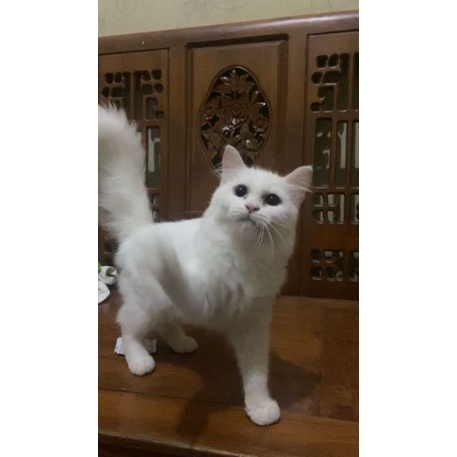 Jual Kucing Odd Eye Terlengkap & Harga Terbaru Oktober 2026 | Shopee ...