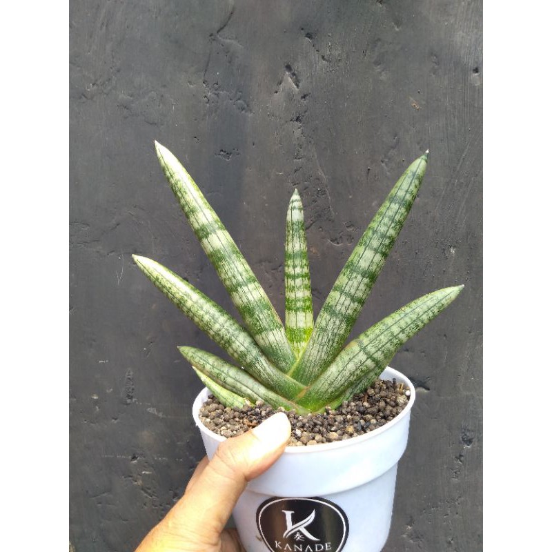 Jual sansevieria boncel | Shopee Indonesia
