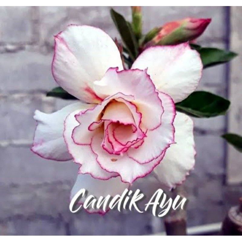 Jual bibit adenium tumpuk candik ayu | Shopee Indonesia