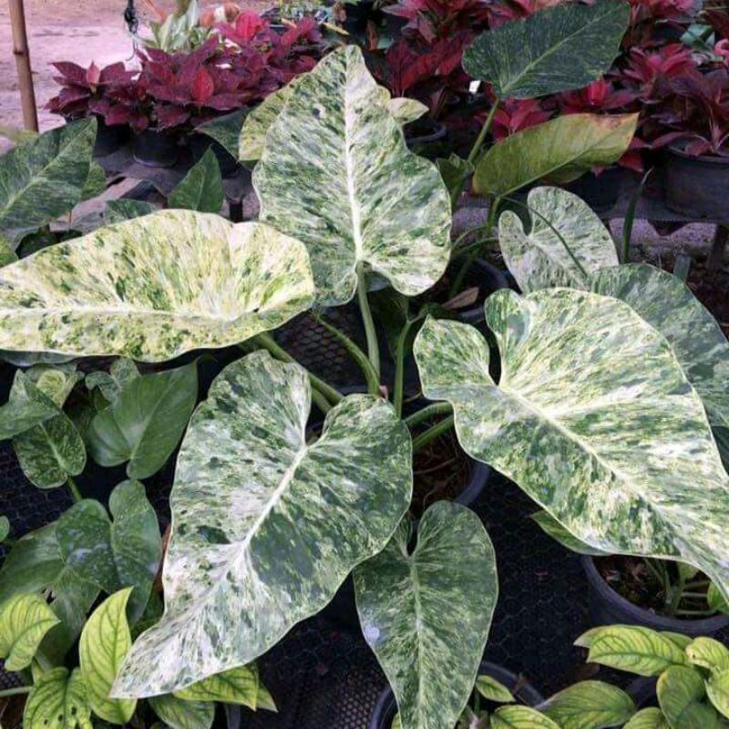poinsettia plant christmas flower Buy Poinsettia, Christmas Flower (Red)