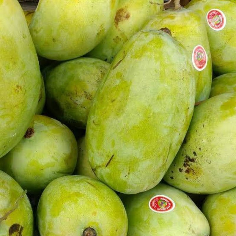 Mangga: Raja Buah Antioksidan yang Bikin Ketaram