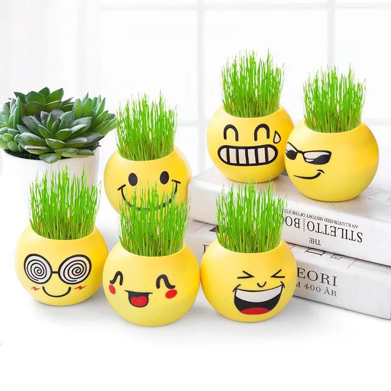 Jual Pot Bunga Lucu Mini dan Tanaman Bibit Rumput Hias Motif Emoticon ...