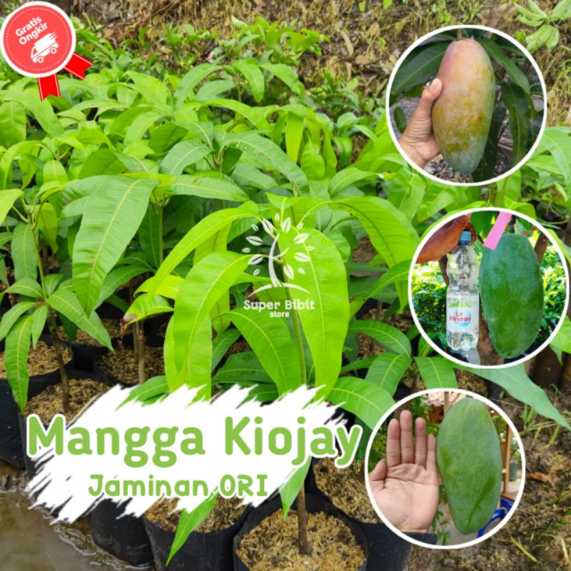 Jual Bibit Tanaman Mangga Kiojay Super Unggul Hasil Okulasi | Shopee ...