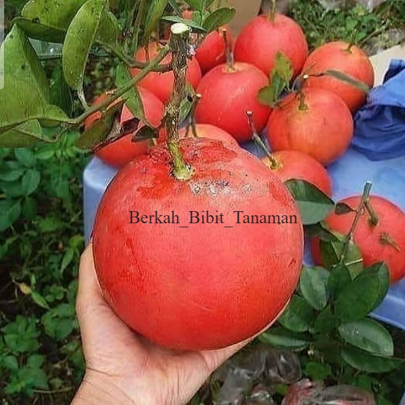 Jual Bibit Jeruk Red Pamelo Jumbo Bisa Ditanam Di Pot 1kg Bisa Dimuat