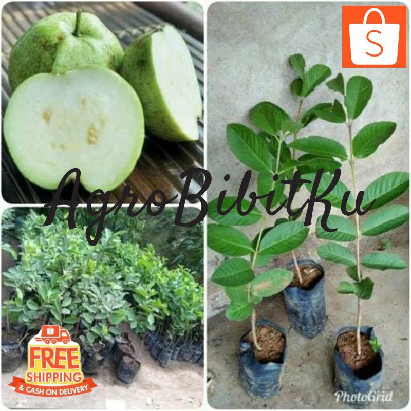 Jual Bibit Jambu Kristal Putih Non Biji Tanaman Benih Buah Jambu Kristal Putih Shopee Indonesia