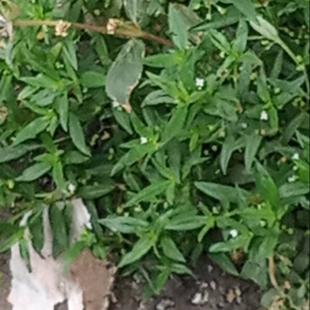 Jual Rumput mutiara kering | Shopee Indonesia