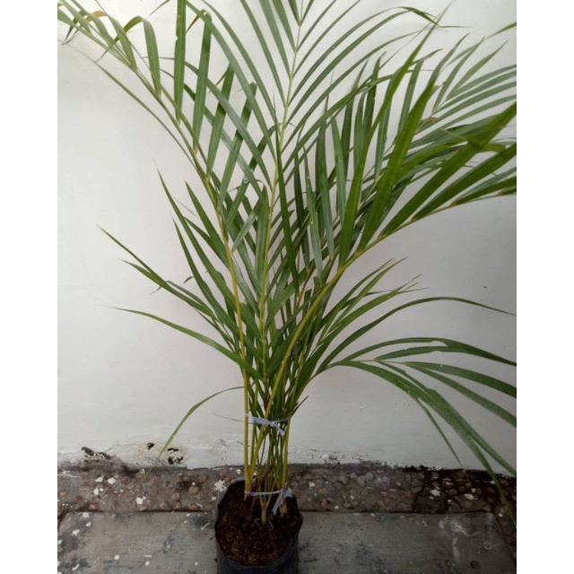 Jual Tanaman palem kuning sudah rumpun - tinggi 50-80 cm | Shopee Indonesia