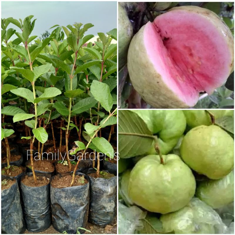 Jual Bibit Tanaman Buah Jambu Kristal Merah Buah Jambu Shopee Indonesia