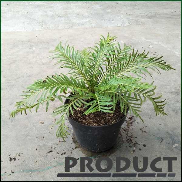 Jual Tanaman hias Pakis blechnum (blechnum brazilian) | Shopee Indonesia