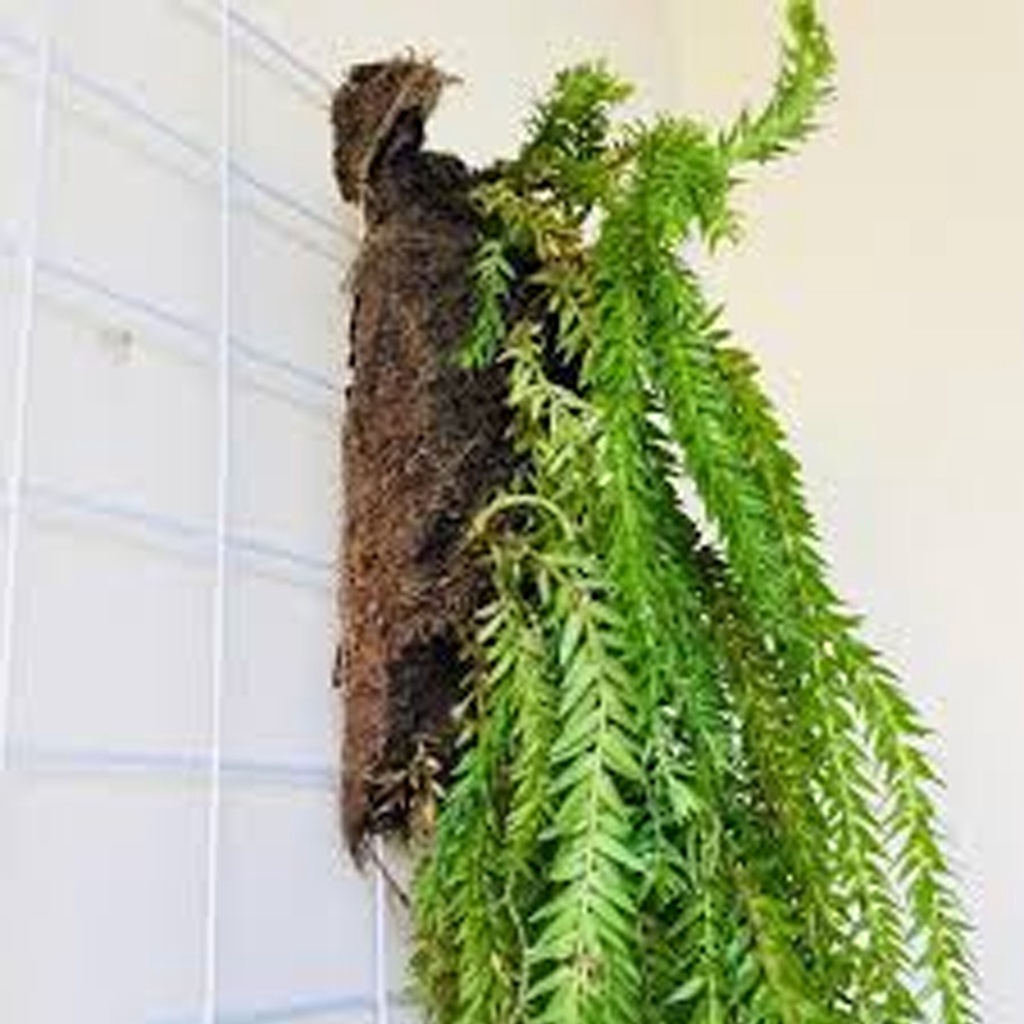 Jual Rumpai Licopodium Huperzia Plegmaria KUMPAI BINTANG | Shopee Indonesia