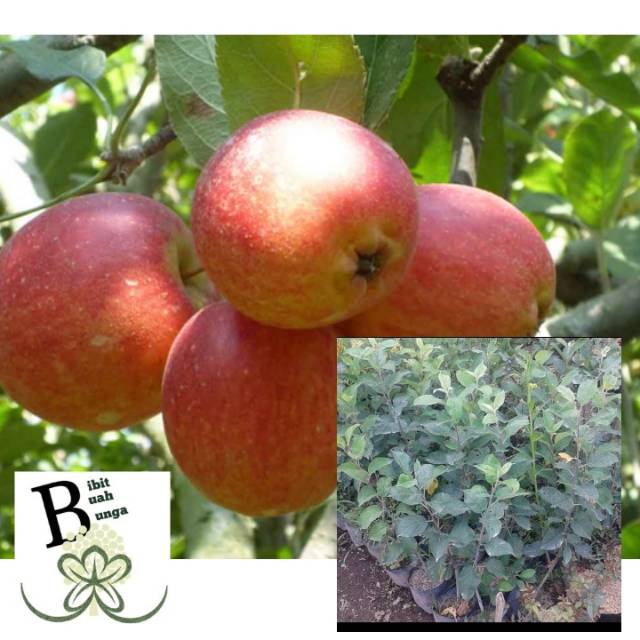 Jual Tanaman Bibit Buah Apel Rome Beauty | Shopee Indonesia