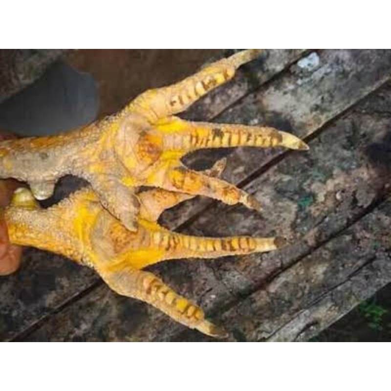 Jual FGFG56846 telur ayam batu rante/telur ayam telapak kaki bersisik ...