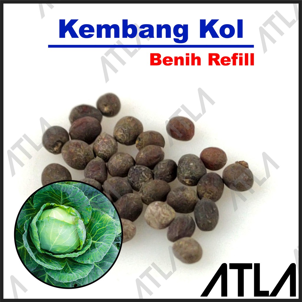 Jual Benih Kembang Kol Putih Biji Bunga Bibit Tanaman Sayur Sayuran