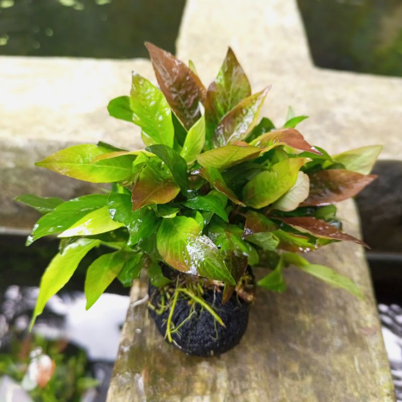 Jual Tanaman Aquascape hygrophila corimbosa compacta wabikusa | Shopee ...