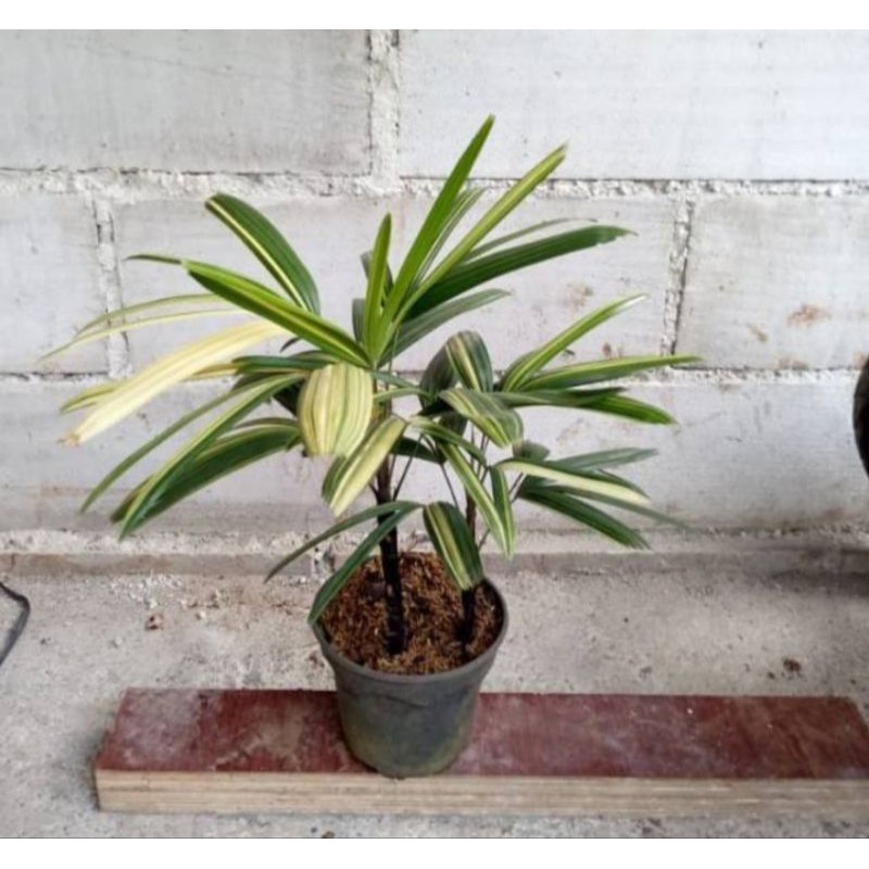 Jual palm waregu varigata pohon palm varigata | Shopee Indonesia