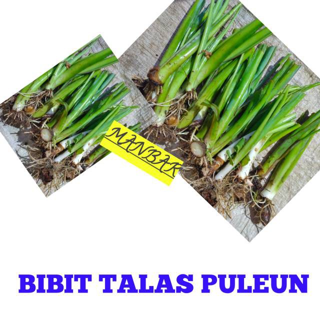 Jual terabaru MANBAR- bibit talas puleun 1 kg isi 10 bibit segar ...