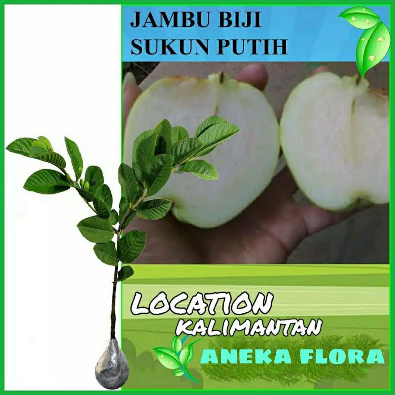 Jual Bibit Tanaman Buah Jambu Biji Sukun Shopee Indonesia