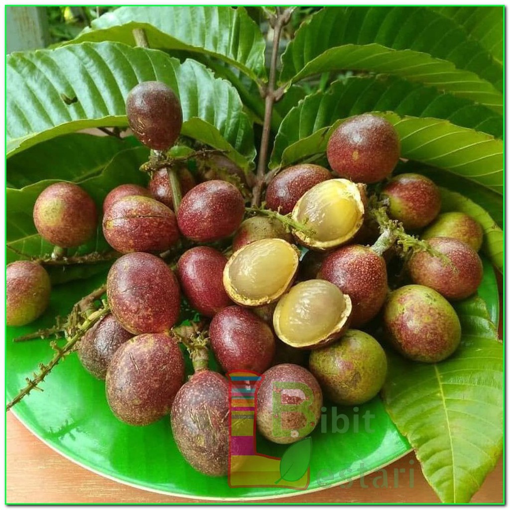 Jual Bibit Matoa Tinggi 1 mtr Lekas Berbuah | Shopee Indonesia