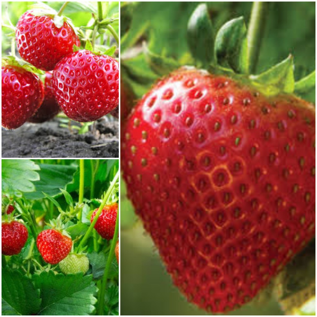 Bibit Tanaman Buah Strawberry Hidup