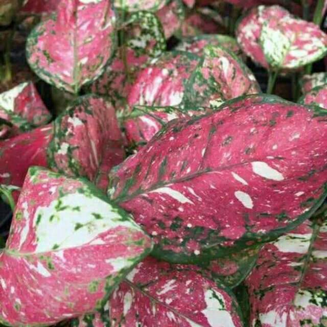 Jual Tanaman hias aglonema tri color | Shopee Indonesia