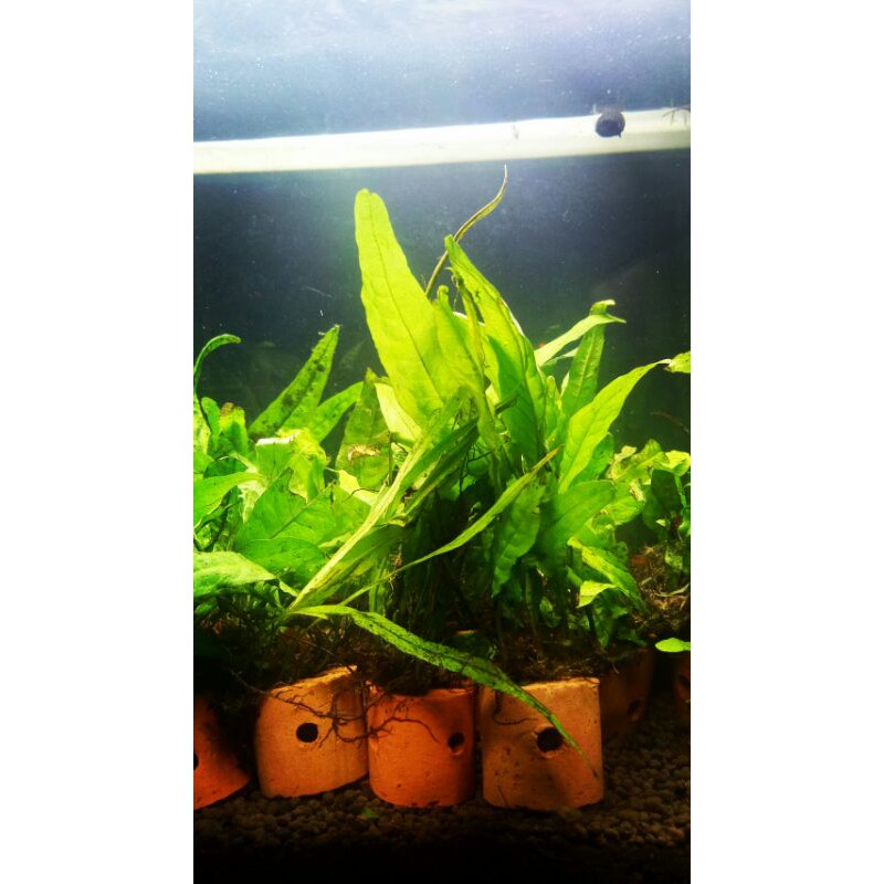 Jual Kadaka Java Fern Sudah Ikat Pot Tanaman Aquascape Akuarium