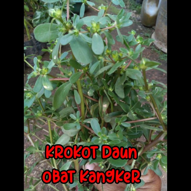 Jual Tanaman Krokot Daun Portulaca Oleracea Mencegah Kangker Dan