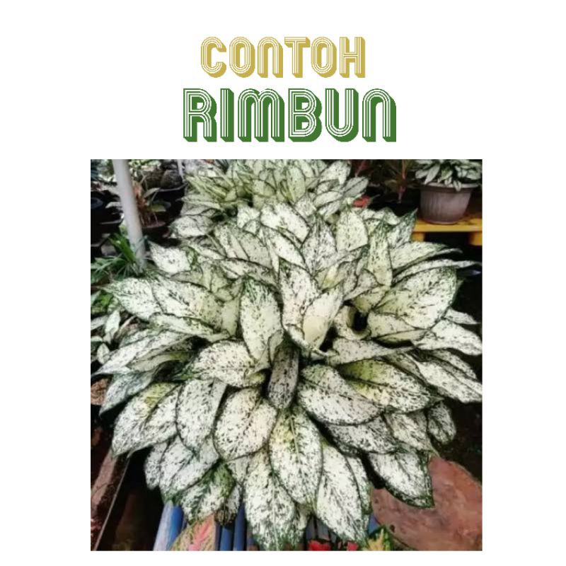 Jual Tanaman Hias Snow White Aglonema Sri Rejeki Ukuran Medium Murah Shopee Indonesia