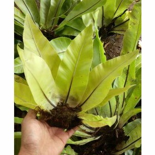 Jual Kadaka Mini Tanaman hias kadaka mini | Shopee Indonesia