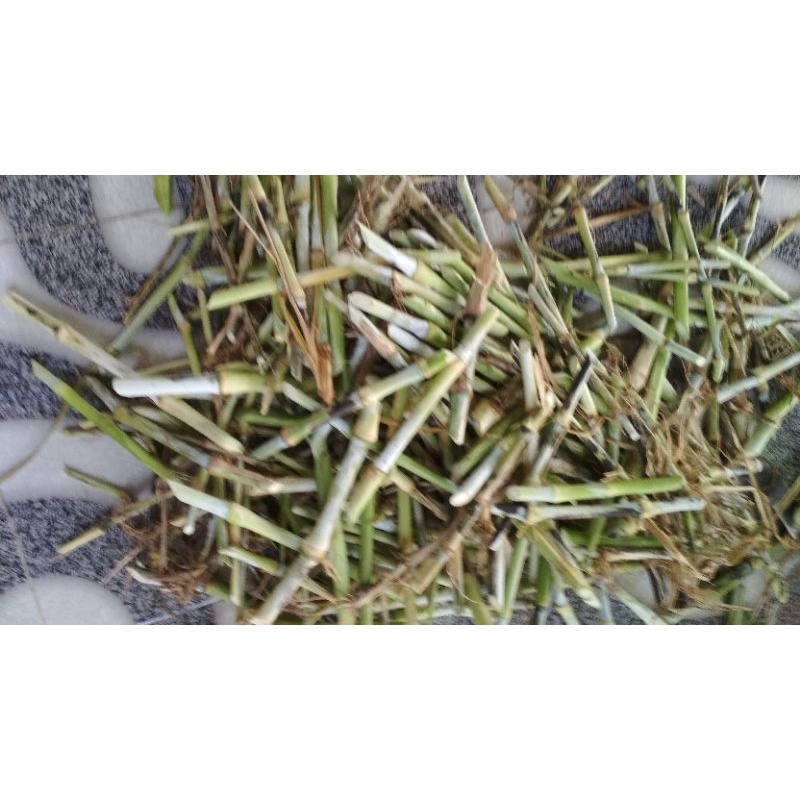 Jual bibit rumput odot rumput pakchong | Shopee Indonesia