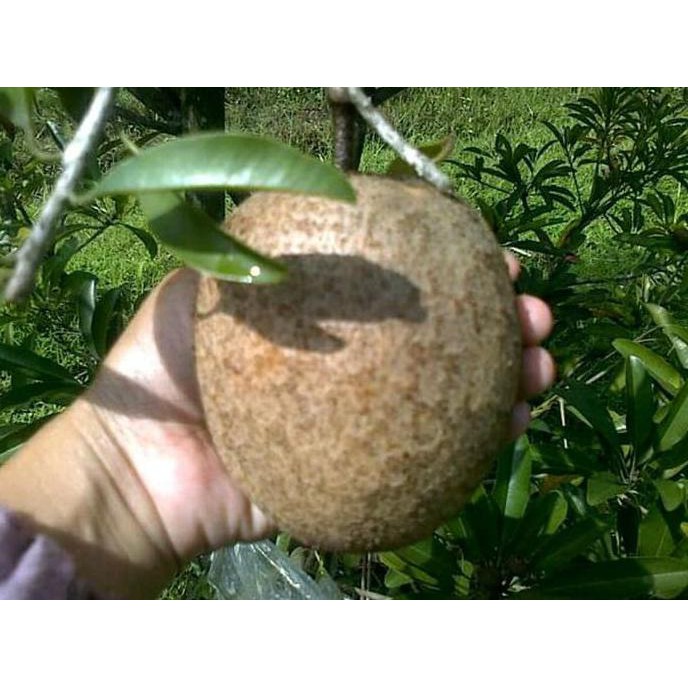 Jual Xna Bibit Sawo Jumbo Ciku Mega Bibit Buah Tanaman Shopee