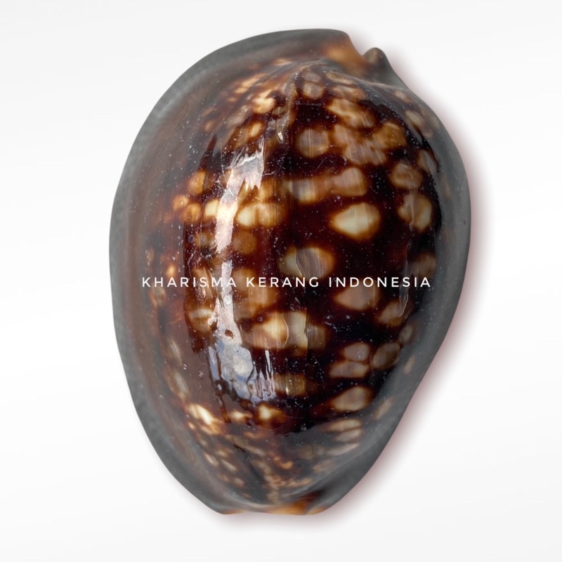 Jual MONETARIA CAPUTSERPENTIS SHELL MEFOUM SERPENTS HEAD COWRY ...