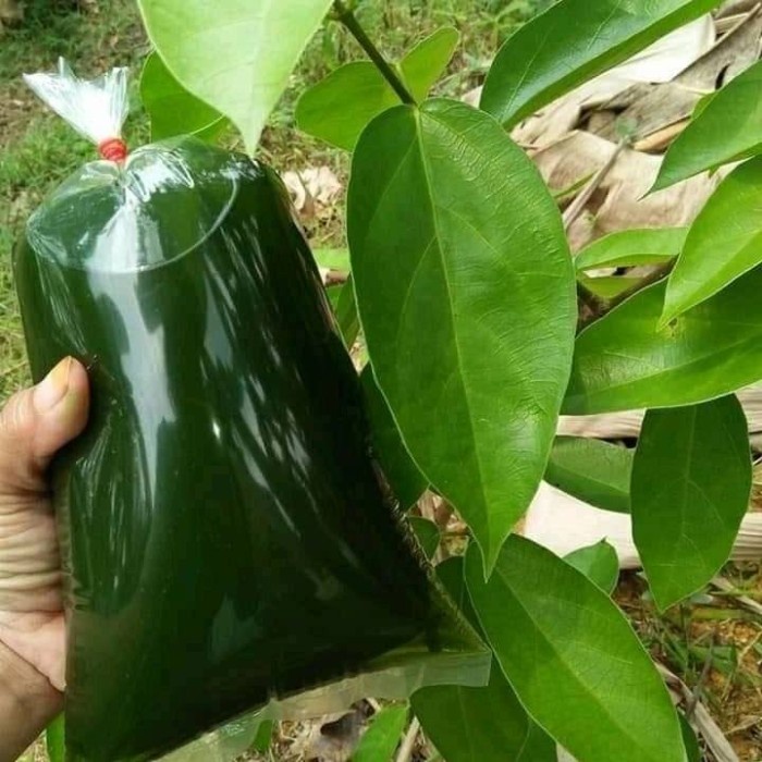 Jual Daun Cincau Hijau Banyak Manfaat Untuk Khasiat Kesehatan Gram