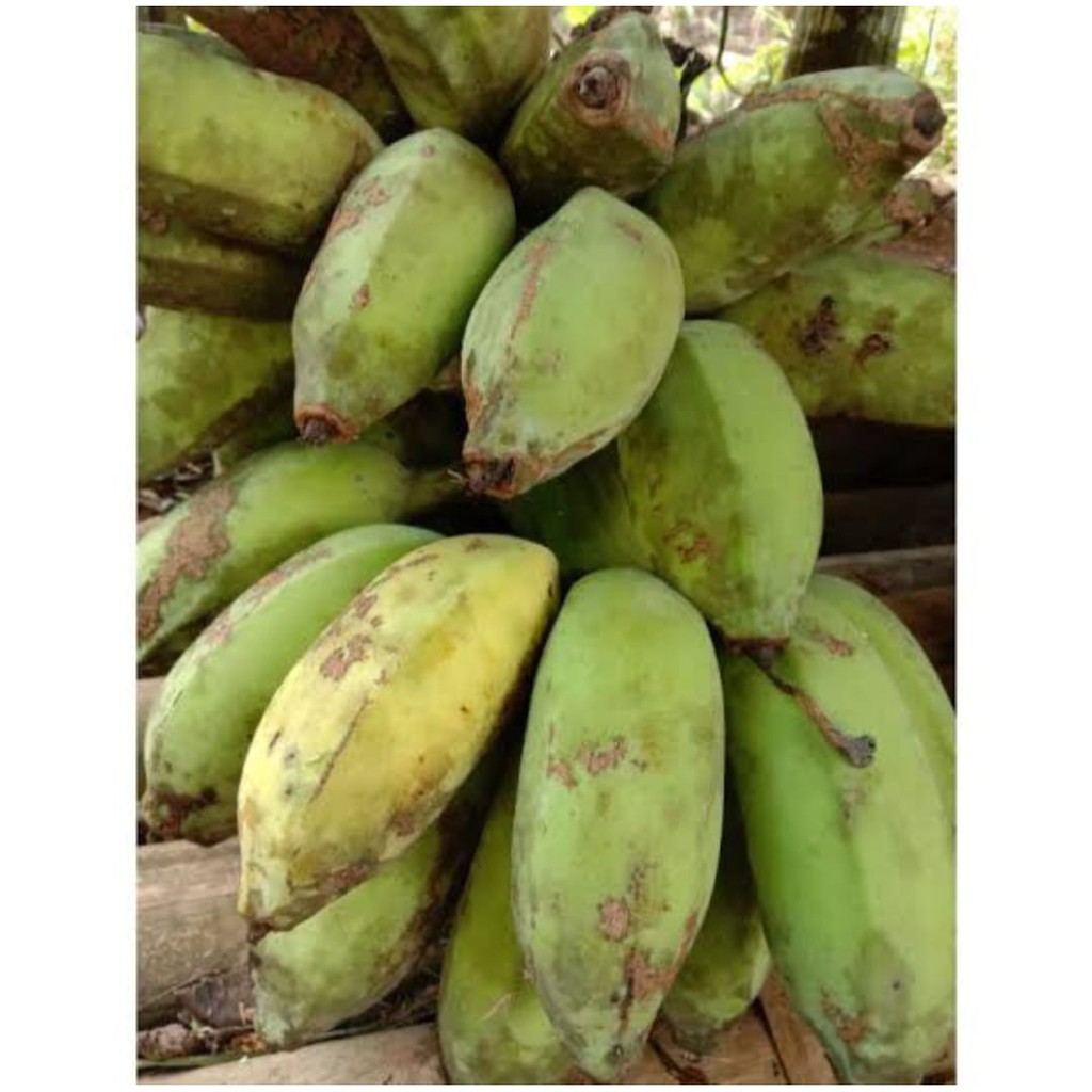 Jual Buah pisang kepok lokal atau cau gebrot 2 KG berkualitas unggul ...