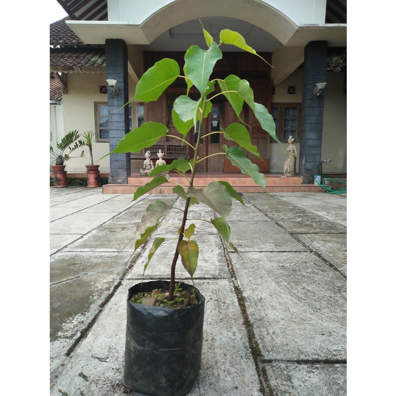 Jual Pohon Bodhi Ficus Religiosa Shopee Indonesia