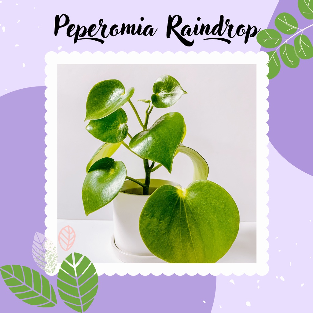 Jual PEPEROMIA RAINDROP TANAMAN HIAS CANTIK PEPEROMIA RAINDROP MURAH ...