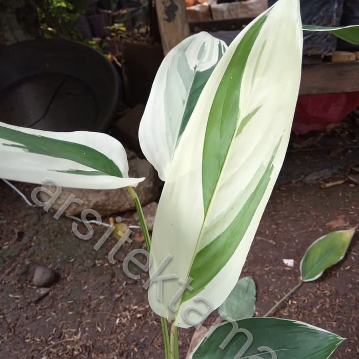 Jual Tanaman Hias Heliconia Varigata Pisang Pisangan Heliconia Varigata Shopee Indonesia