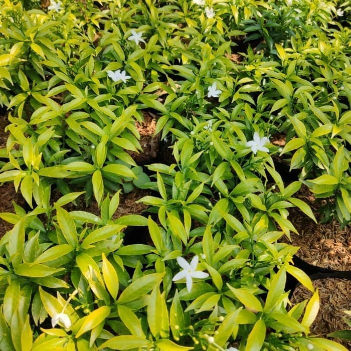 Jual bibit tanaman hias rembosa mini golden - tanaman perdu | Shopee ...