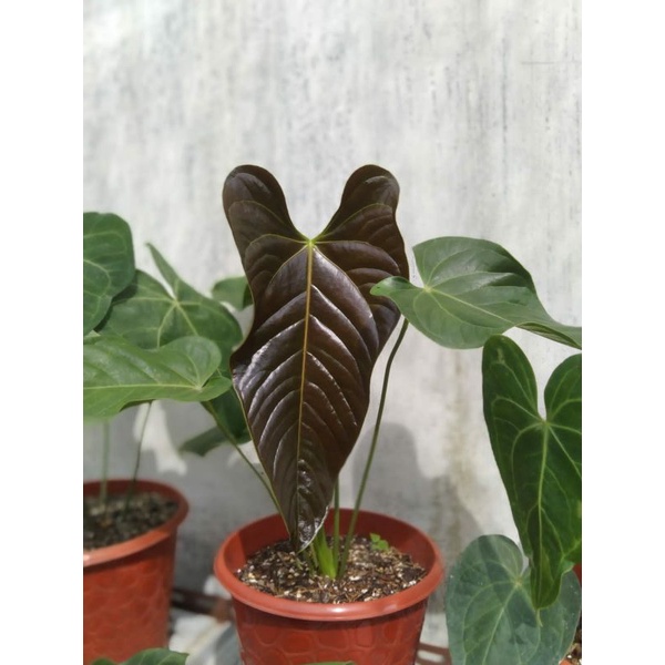 water indoor plants Glass Watering Can Clear