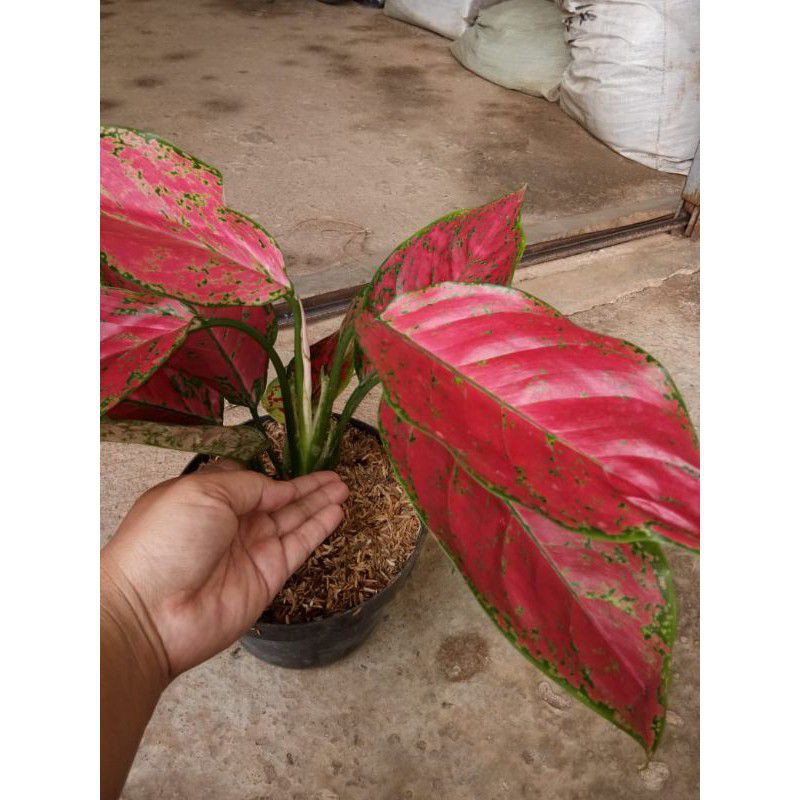 Jual BUNGA AGLAONEMA RED KING || AGLONEMA RED KING || AGLO RED KING ...
