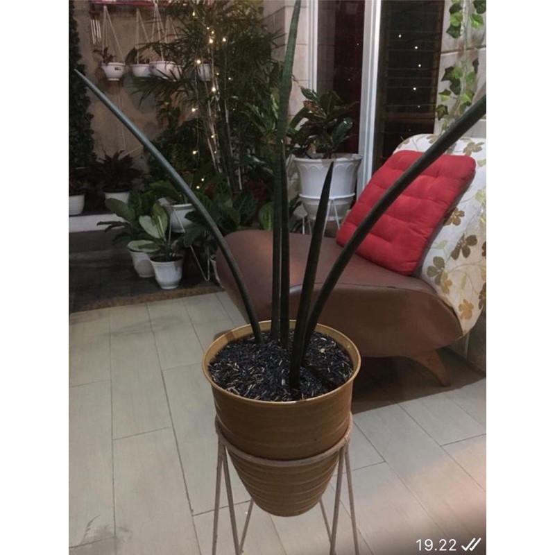 Jual REAL PICT - Tanaman hias Tombak Raja | Shopee Indonesia