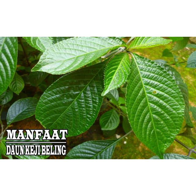 Jual Daun Keji Beling Atau Pecah Beling 500gram Siap Petik Non ...