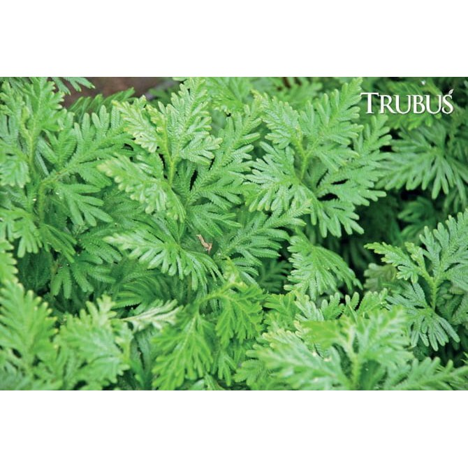 Jual Daun cakar ayam /rane segar 100Gr | Shopee Indonesia