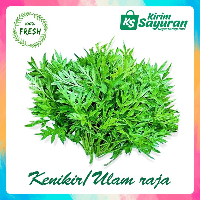 Jual Kenikir / Ulam raja (ikat) | Shopee Indonesia