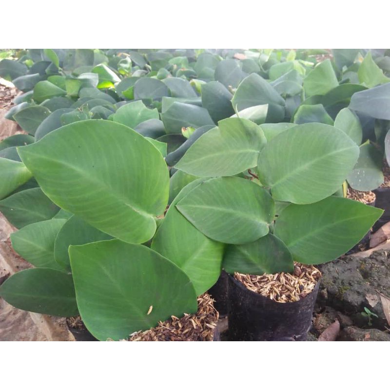 Jual {BISA COD} Tanaman Hias Dollar Rambat Daun Besar Pohon Rambat ...