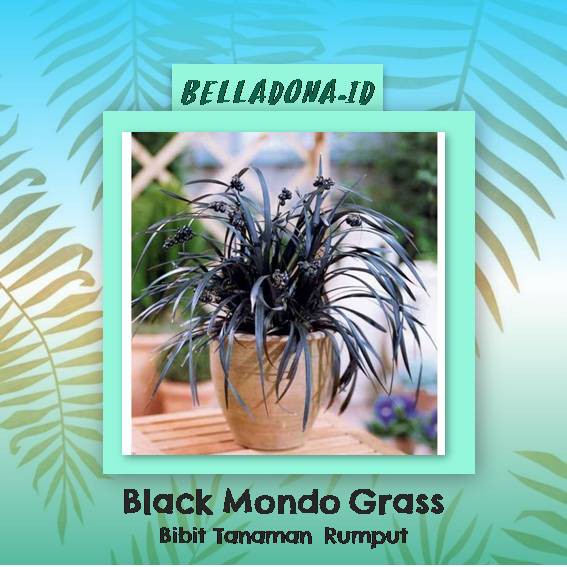 Jual Bibit Tanaman Rumput Black Mondo Grass | Shopee Indonesia