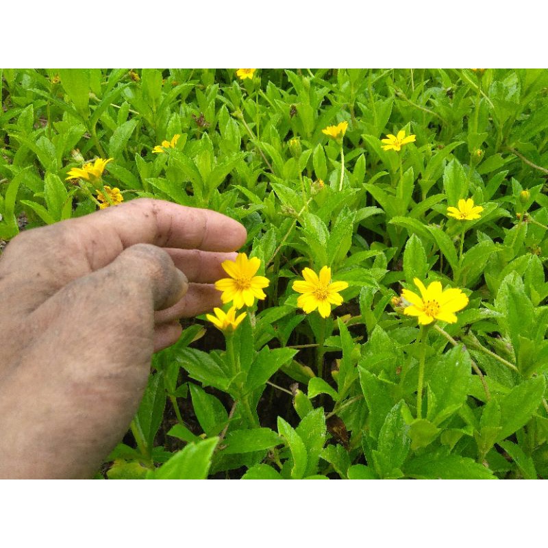 Jual Tanaman hias bunga widelliya peres / seruni jalar | Shopee Indonesia